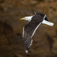 Ian Toms , Annual Nature Open PDI, Gliding Gull