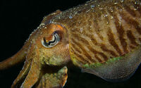 Joanne Mahy ,Annual Colour Print, Cuttle Fish Detail