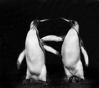 Joanne Mahy ,Annual Mono PDI, Penguins