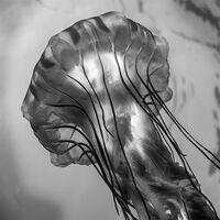Joanne Mahy ,Annual Mono Print, Jelly Fish