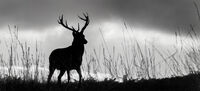 Joanne Mahy ,Open,Stag Silhouette In Grass