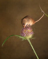 Joanne Mahy ,Open 2021 PDI, Autumn Harvest Mice On Thistle