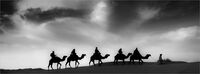 Joanne Mahy ,Silhouette Contre Jour,Camel Ride