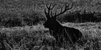 Joanne Mahy ,Silhouette Contre Jour,Stag Silhouette Lying Down