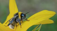 Joanne Mahy , Bee In Sunflower
