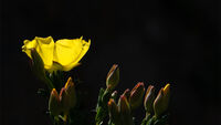 Joanne Mahy ,In Your Garden, Yellow Flower