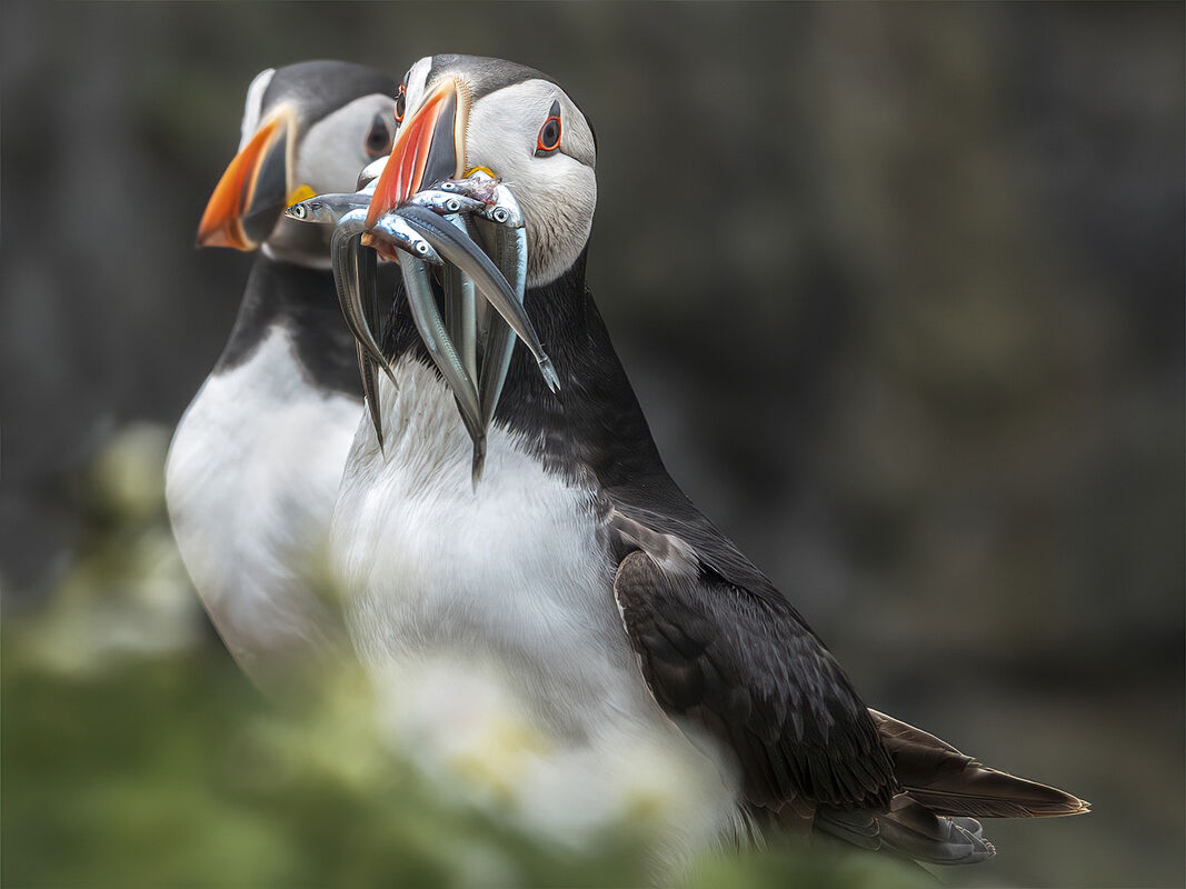 Joanne Mahy  Narrow Depth Of Field Puffin With Eels