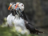 Joanne Mahy Narrow Depth Of Field Puffin With Eels