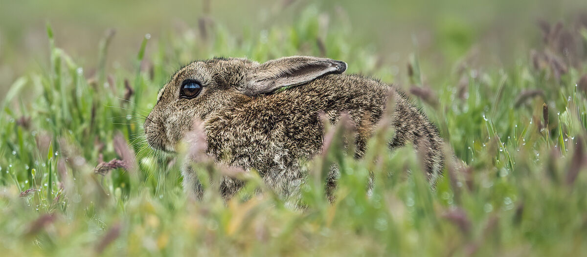 Joanne Mahy  Narrow Depth Of Field Rabbit In Grass
