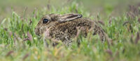 Joanne Mahy Narrow Depth Of Field Rabbit In Grass