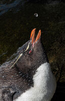 Joanne Mahy Nature Rockhopper Gets One Drop