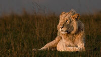Joanne Mahy  Open Lion In Dawn Light