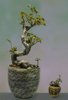Joanne Mahy  Still Life Bonsai Still Life