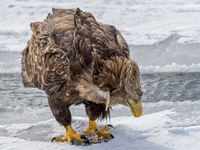 Joanne Mahy , Winged Animals, Eagle With Kill