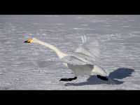 Joanne Mahy , Winged Animals, Swan Taking Off
