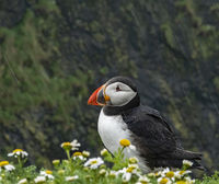 Joanne Mahy , Annual Nature Open PDI, Puffin In Rain