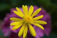 John Johnson ,Annual Nature PDI, Sunny Daze