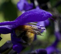 John Johnson , Bee Have