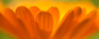 John Johnson Narrow Depth Of Field Petals