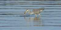 John Johnson Nature Grey Heron
