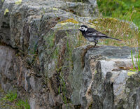 John Johnson Nature Wagtail