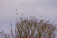John Johnson , Saumarez Flight