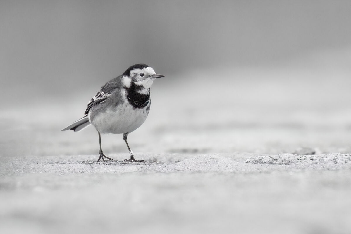 Martin Sarre  Narrow Depth Of Field Pied Wagtail