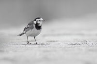 Martin Sarre Narrow Depth Of Field Pied Wagtail