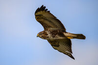 Martin Sarre Nature Common Buzzard
