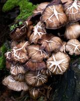 Martyn Elliston LRPS,Annual Nature PDI, Fungi