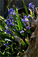Martyn Elliston ,In Your Garden, Bluebell