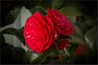 Martyn Elliston ,In Your Garden, Camellia