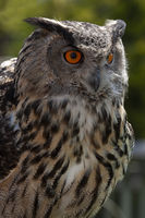 Martyn Elliston , Winged Animals, Owl