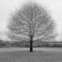 Nigel Byrom ,Annual Mono PDI, Oak In Winter