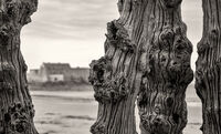 Nigel Byrom LRPS,  CPAGB,  AFIAP,  BPE3 Mono Time And Tide