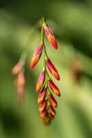 Nigel Byrom LRPS, CPAGB, AFIAP, BPE3 Narrow Depth Of Field Orange On Green