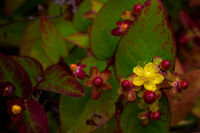 Nigel Byrom LRPS, CPAGB, AFIAP, BPE3 Nature St Johns Wort