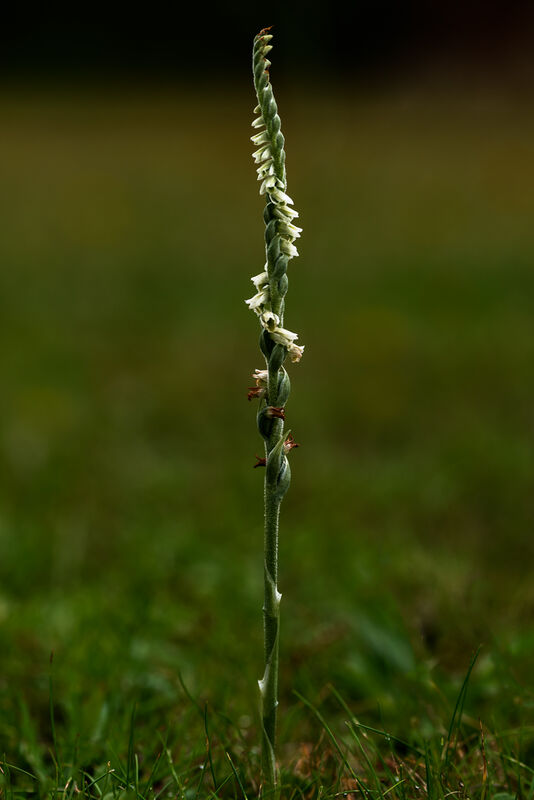 Nigel Byrom , Autumn Ladies Tresses