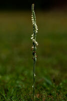 Nigel Byrom , Autumn Ladies Tresses