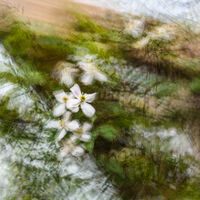 Nigel Byrom ,In Your Garden, Clematis Montana On Pergola