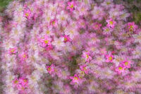 Nigel Byrom ,In Your Garden, Saxifrage