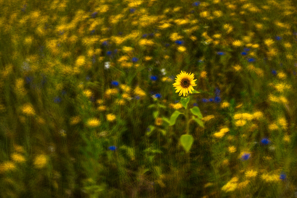 Nigel Byrom , Sunflower Amongst Wild Flowers