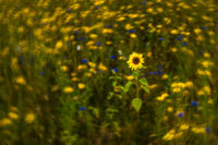 Nigel Byrom , Sunflower Amongst Wild Flowers