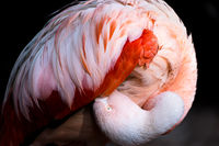 Nigel Byrom , Winged Animals, Preening Contortions