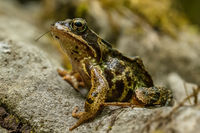Nigel Byrom , Annual Nature Open PDI, Common Frog, The Burren, Co Clare