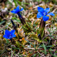 Nigel Byrom , Annual Nature Open PDI, Gentians, The Burren, Co Clare