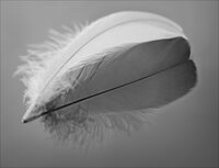 Nigel Du Jardin Narrow Depth Of Field Goose Feather