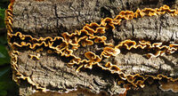 Robin Millard ,Annual Nature PDI, Fungi On Tree Bark