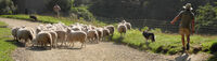 Robin Millard ,Panoramic, Shepherding