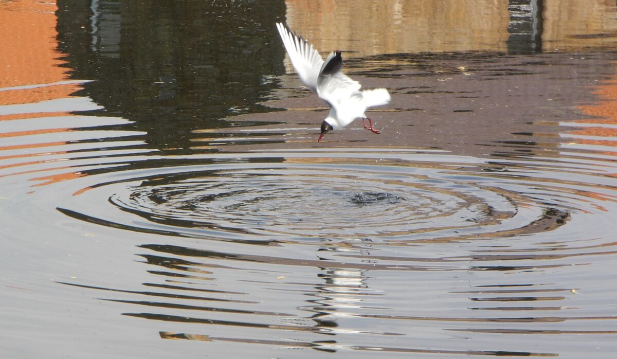 Robin Millard  Action Fishing